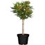 Oleander-Stämmchen 18 cm Topf