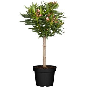 Oleander-Stämmchen 18 cm Topf