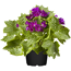 Verkleinertes Bild von Cinerarie verschiedene Farben 12 cm Topf