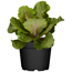 Verkleinertes Bild von Zierkohl 12 cm Topf