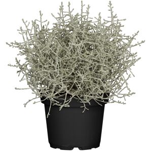 Stacheldraht-Pflanze 11 cm Topf