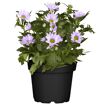 hauptbild