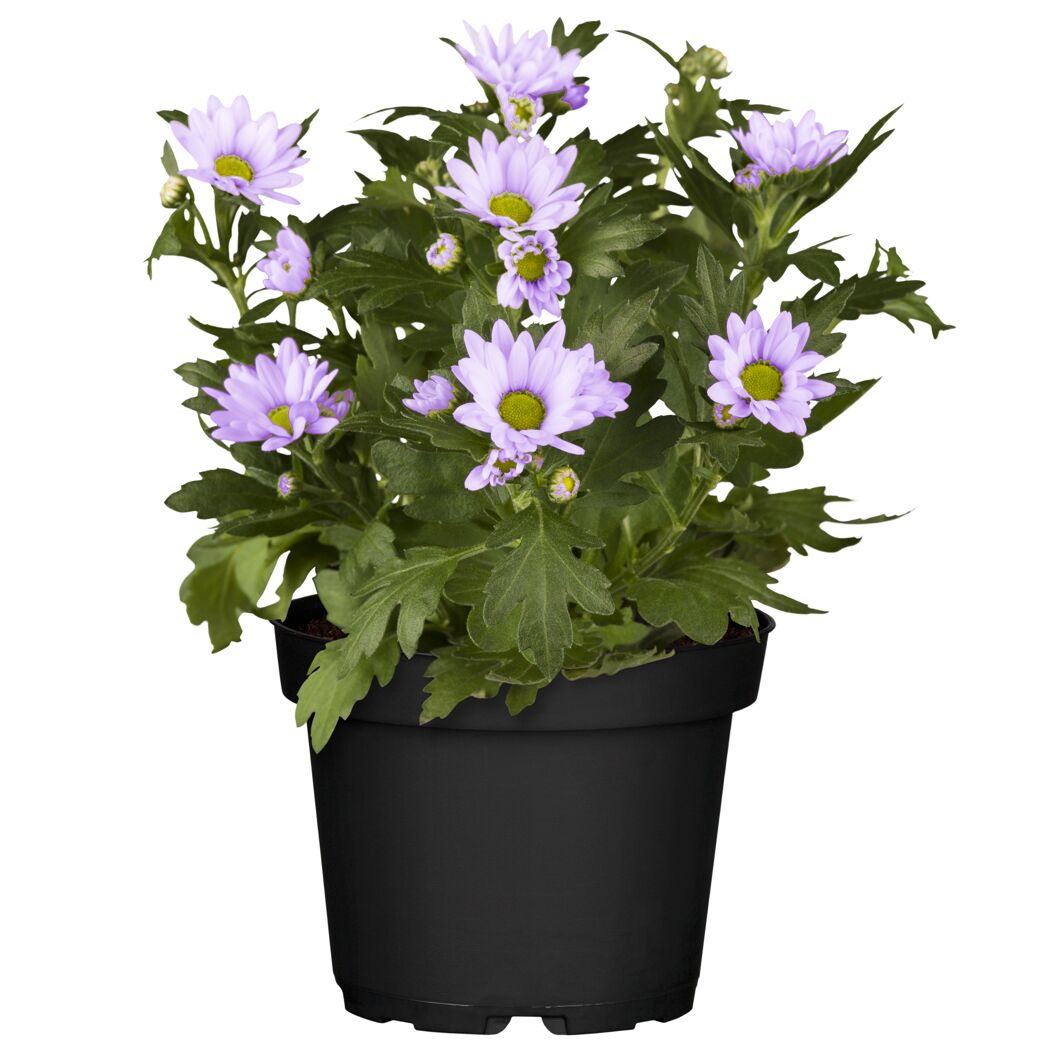 Lila Chrysantheme im schwarzen Topf