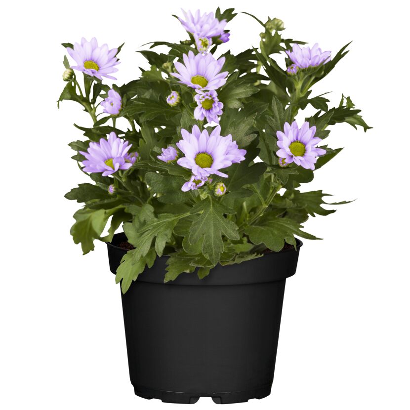 Lila Chrysantheme im schwarzen Topf