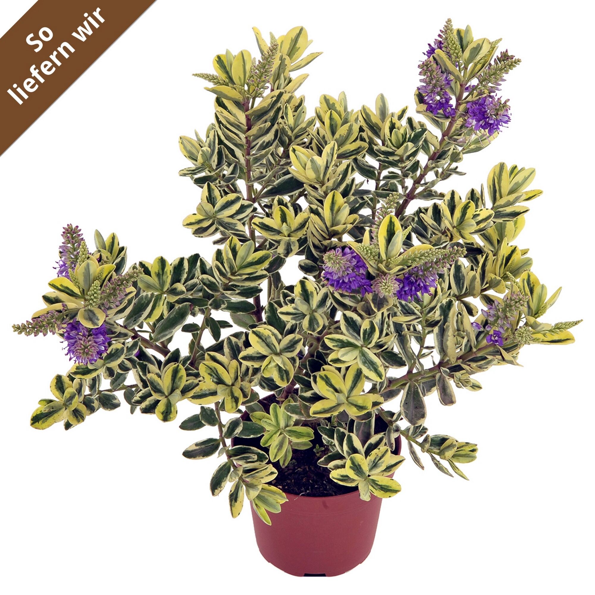 Buntblättrige Hebe mit violetten Blüten im Topf