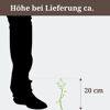 Eine ca. 20 cm hohe Pflanze neben einem Fuß