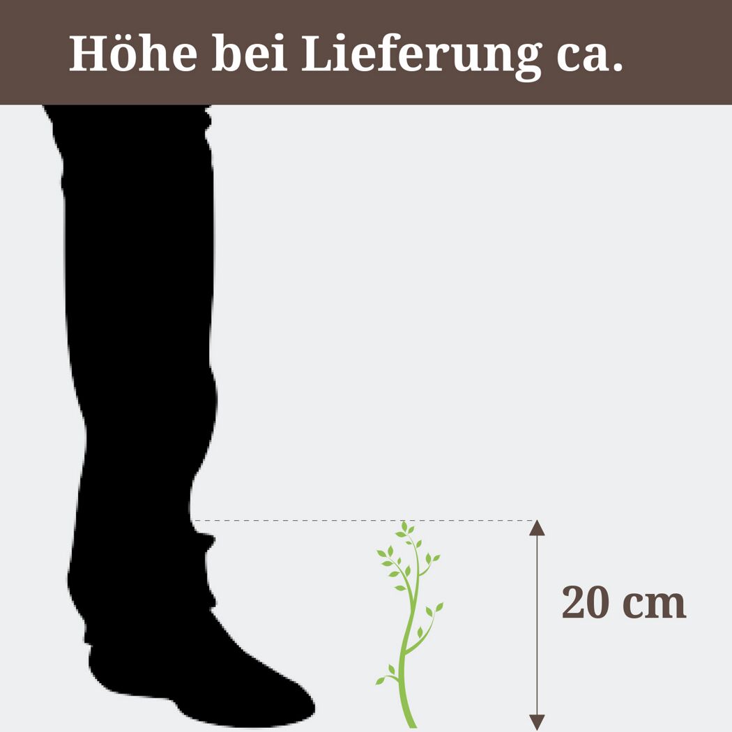 Eine ca. 20 cm hohe Pflanze neben einem Fuß