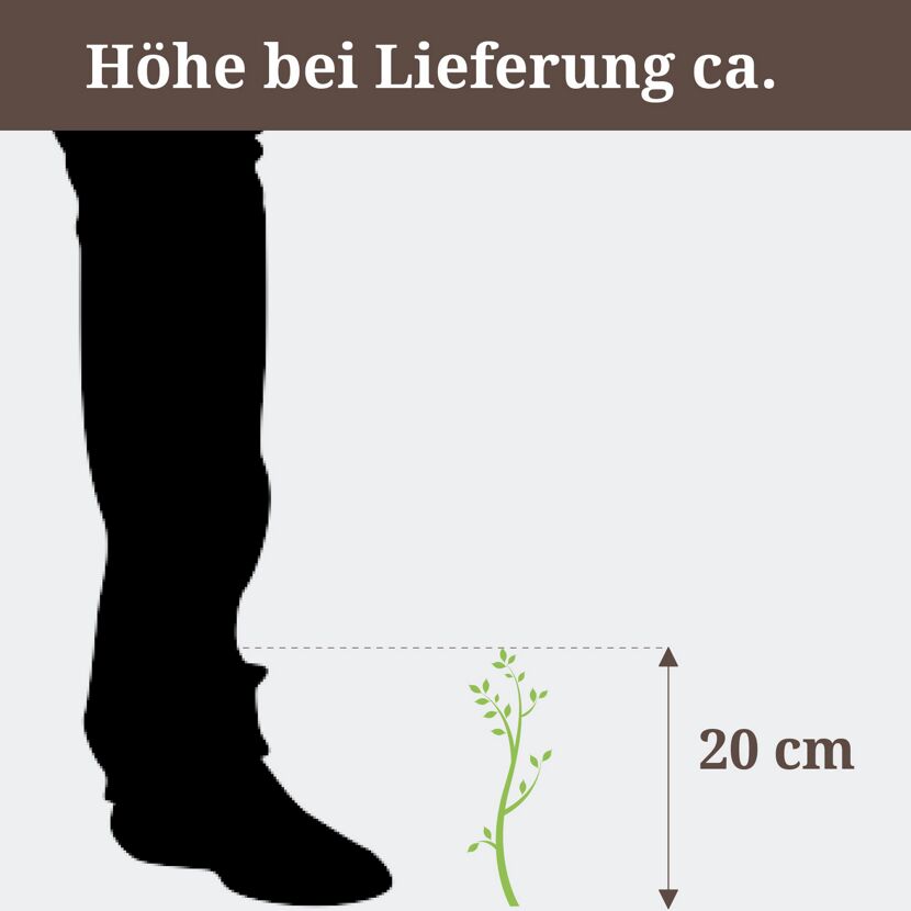 Eine ca. 20 cm hohe Pflanze neben einem Fuß