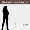 Pflanze mit maximaler Wuchshöhe von 60 cm im Vergleich zu einer Person