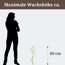 Pflanze mit maximaler Wuchshöhe von 60 cm im Vergleich zu einer Person