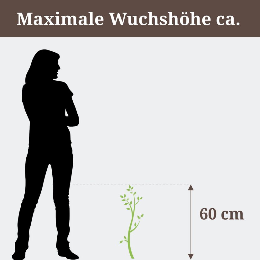 Pflanze mit maximaler Wuchshöhe von 60 cm im Vergleich zu einer Person