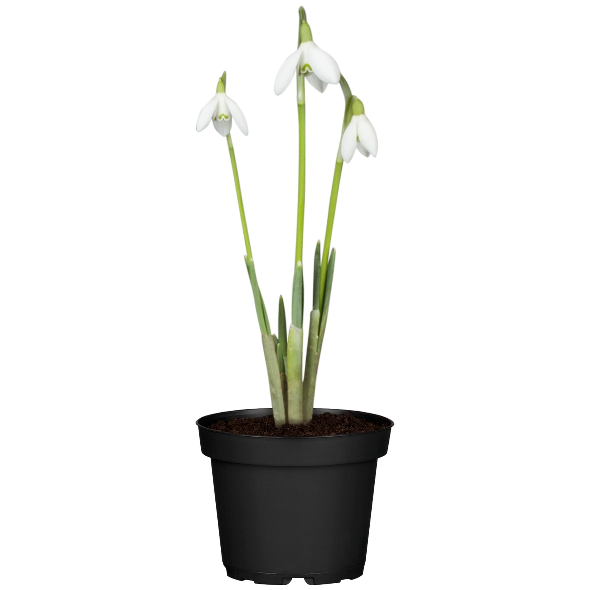 Drei Schneeglöckchen in schwarzem Topf