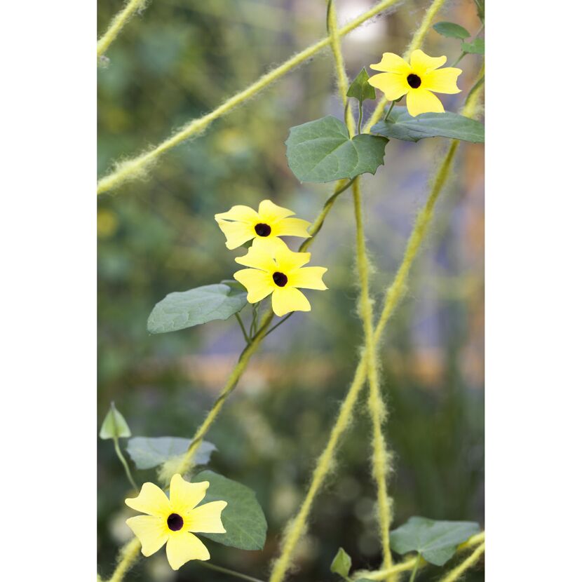 Schwarzäugige Susanne Ampel, 25 cm Topf