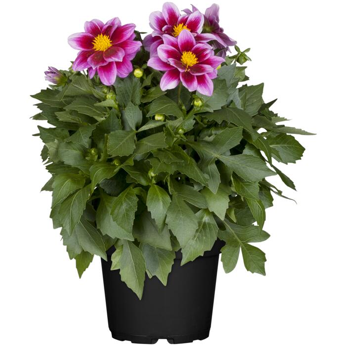 Dahlie verschiedene Farben 13 cm Topf