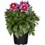 Dahlie verschiedene Farben 13 cm Topf