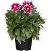 hauptbild