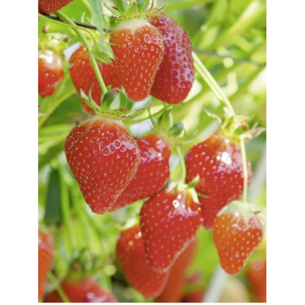 Reife Erdbeeren an der Pflanze