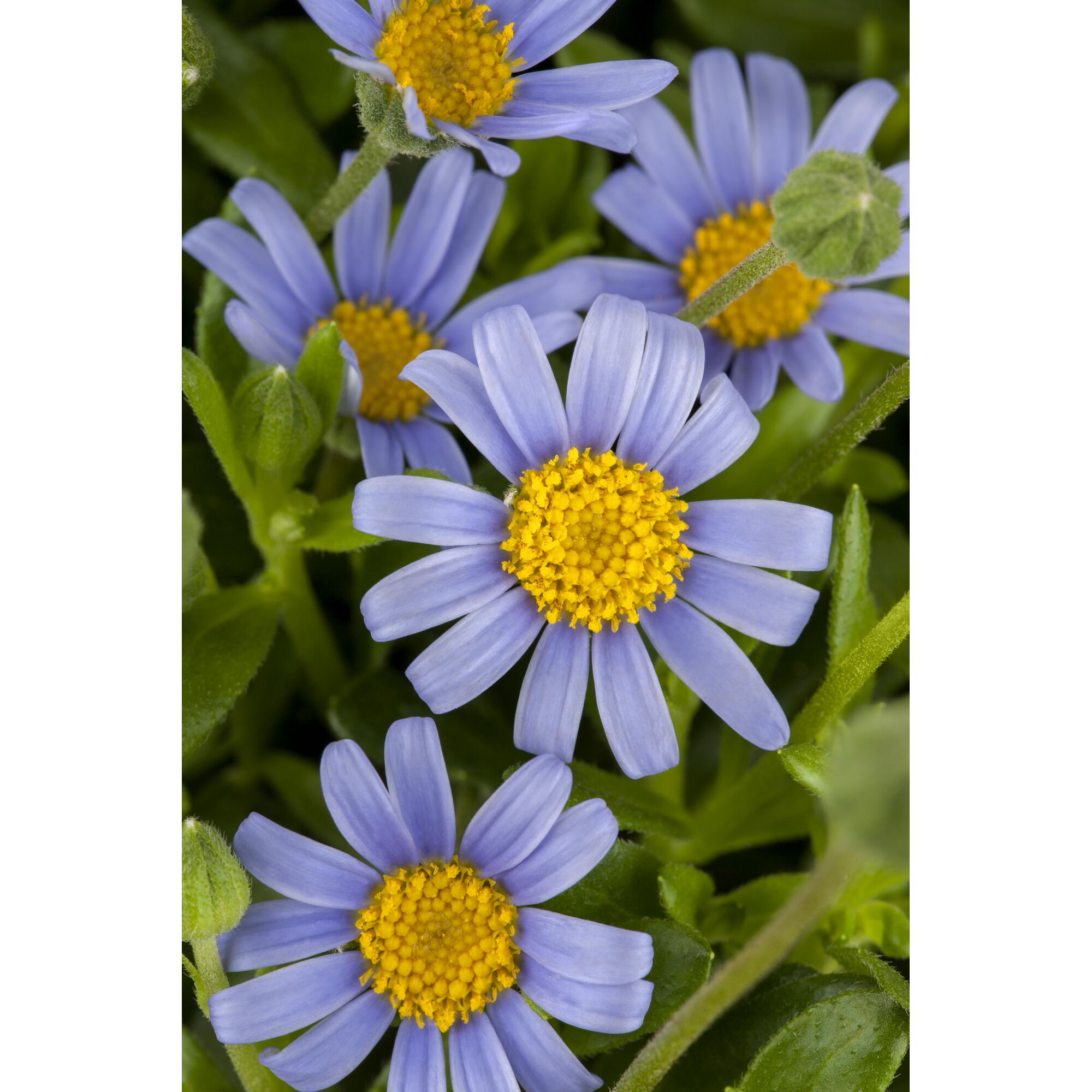Blaue Felicia-Blüten mit gelber Mitte