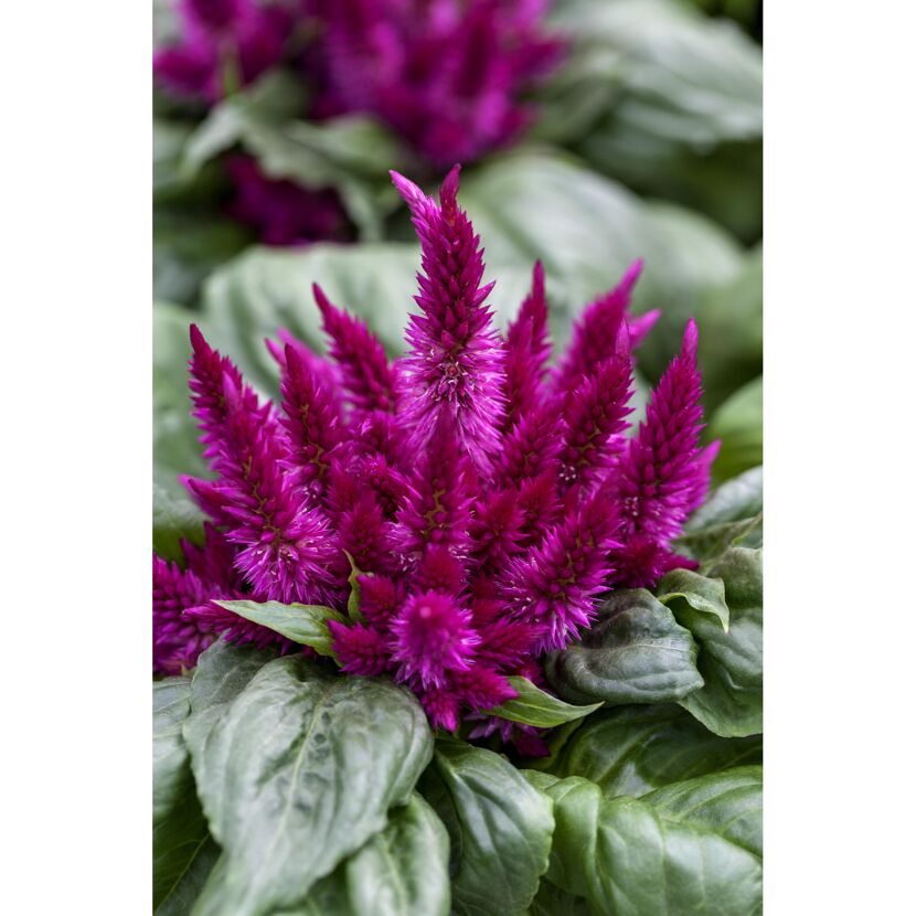 Nahaufnahme einer Celosia spicata 'Venezuela'