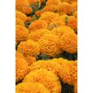 hauptbild