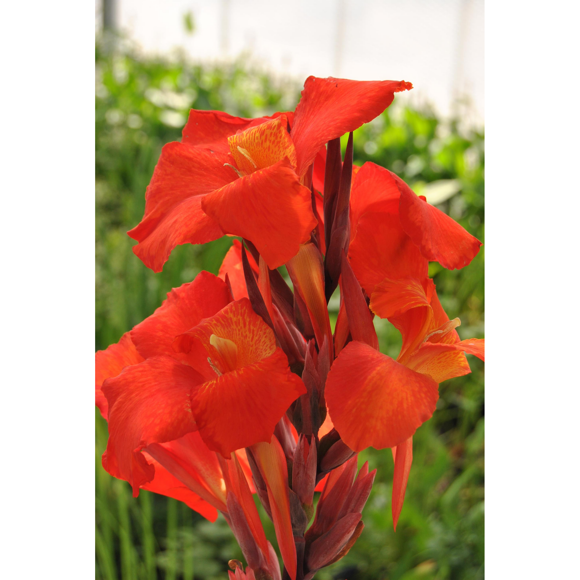Indisches Blumenrohr, 17 cm Topf + product picture