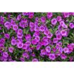 hauptbild
