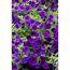 Zauberglöckchen Ampel, 25 cm Topf