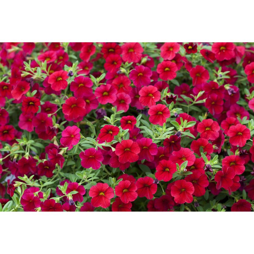 Zauberglöckchen Ampel, 25 cm Topf