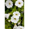Zauberglöckchen Ampel, 25 cm Topf