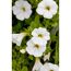 Zauberglöckchen Ampel, 25 cm Topf