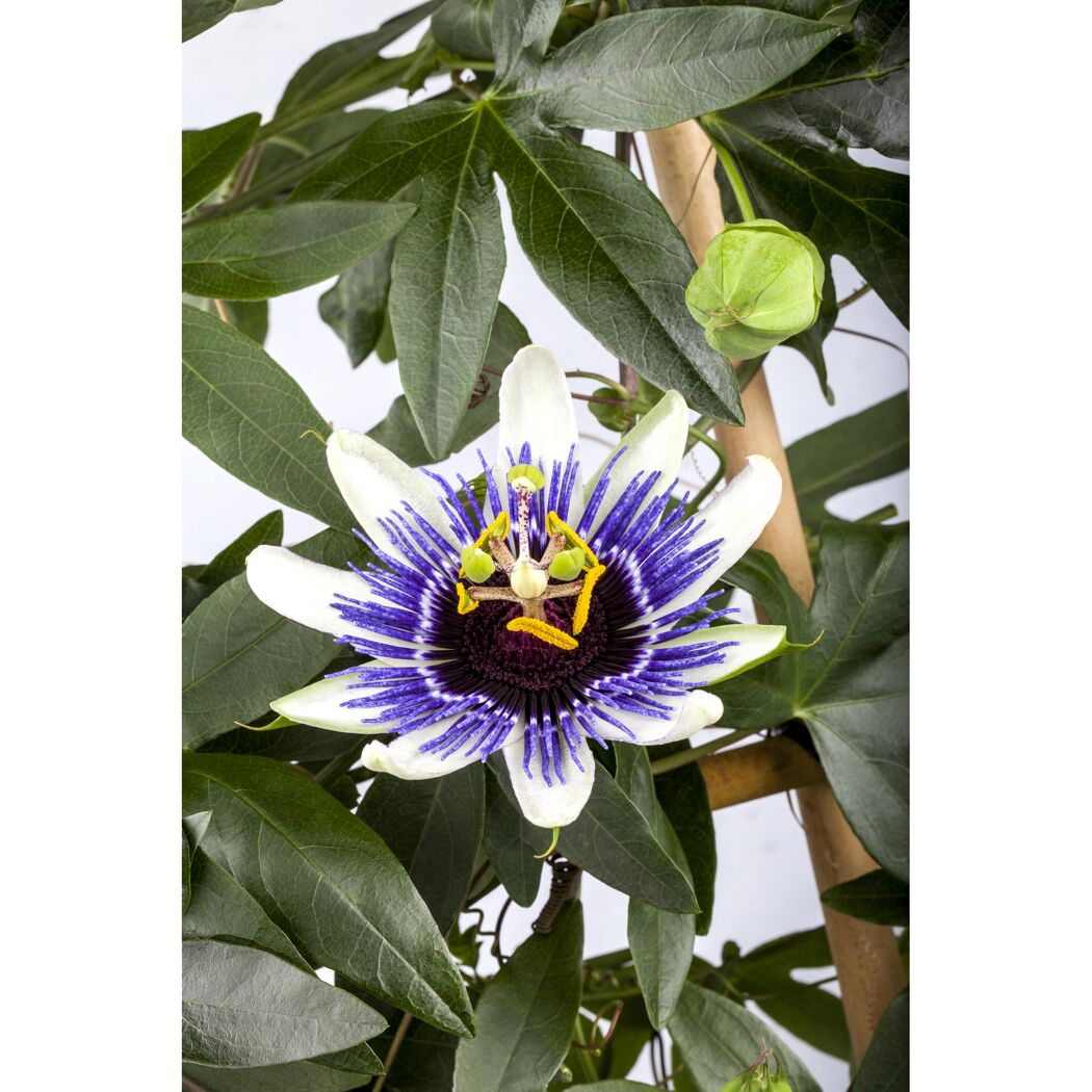 Passionsblume mit weiß-blauen Blütenblättern