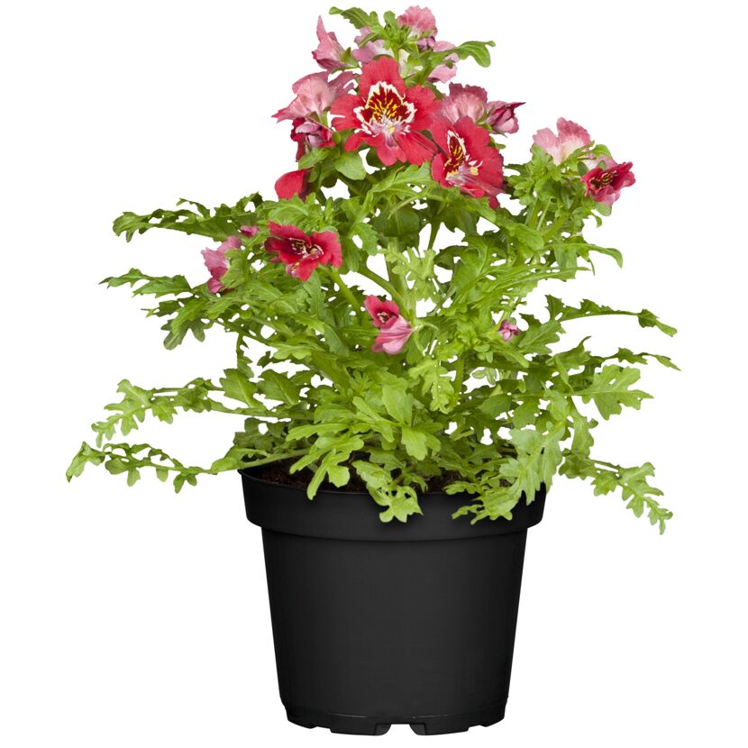 Topfpflanze Bauernorchidee rot-rosa