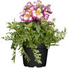 Schizanthus Wiseton Bauernorchideen im Topf