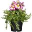 Schizanthus Wiseton Bauernorchideen im Topf