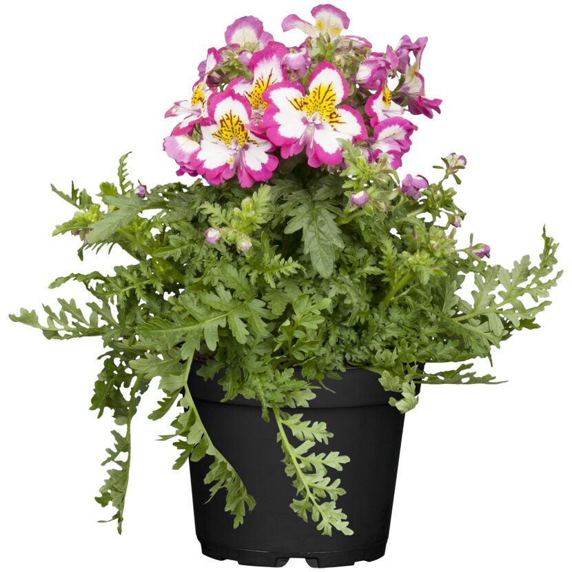Schizanthus Wiseton Bauernorchideen im Topf