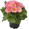 Gefüllte Primeln in Rosa und Orange im Topf