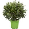 Oliven Busch 24 cm Topf