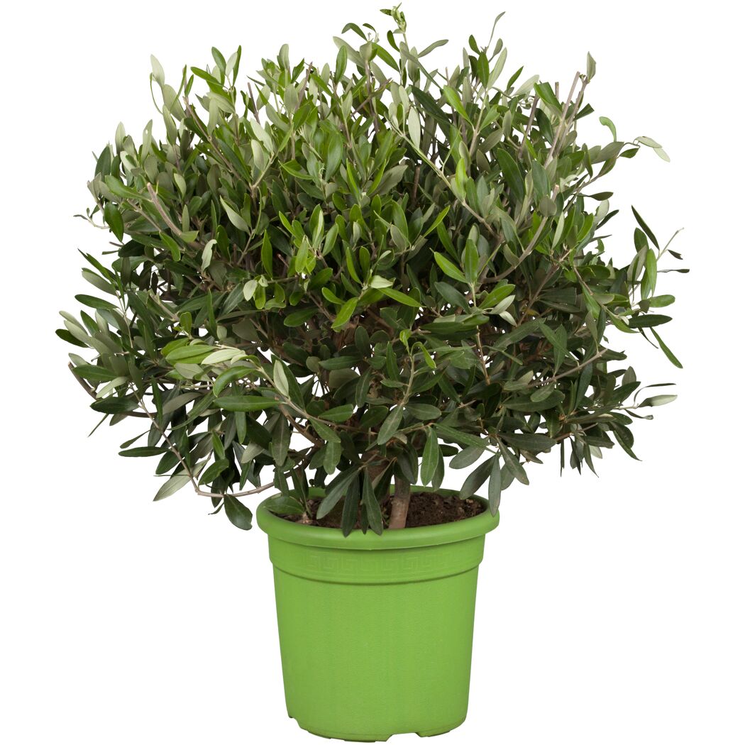 Oliven Busch 24 cm Topf