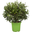 Oliven Busch 24 cm Topf