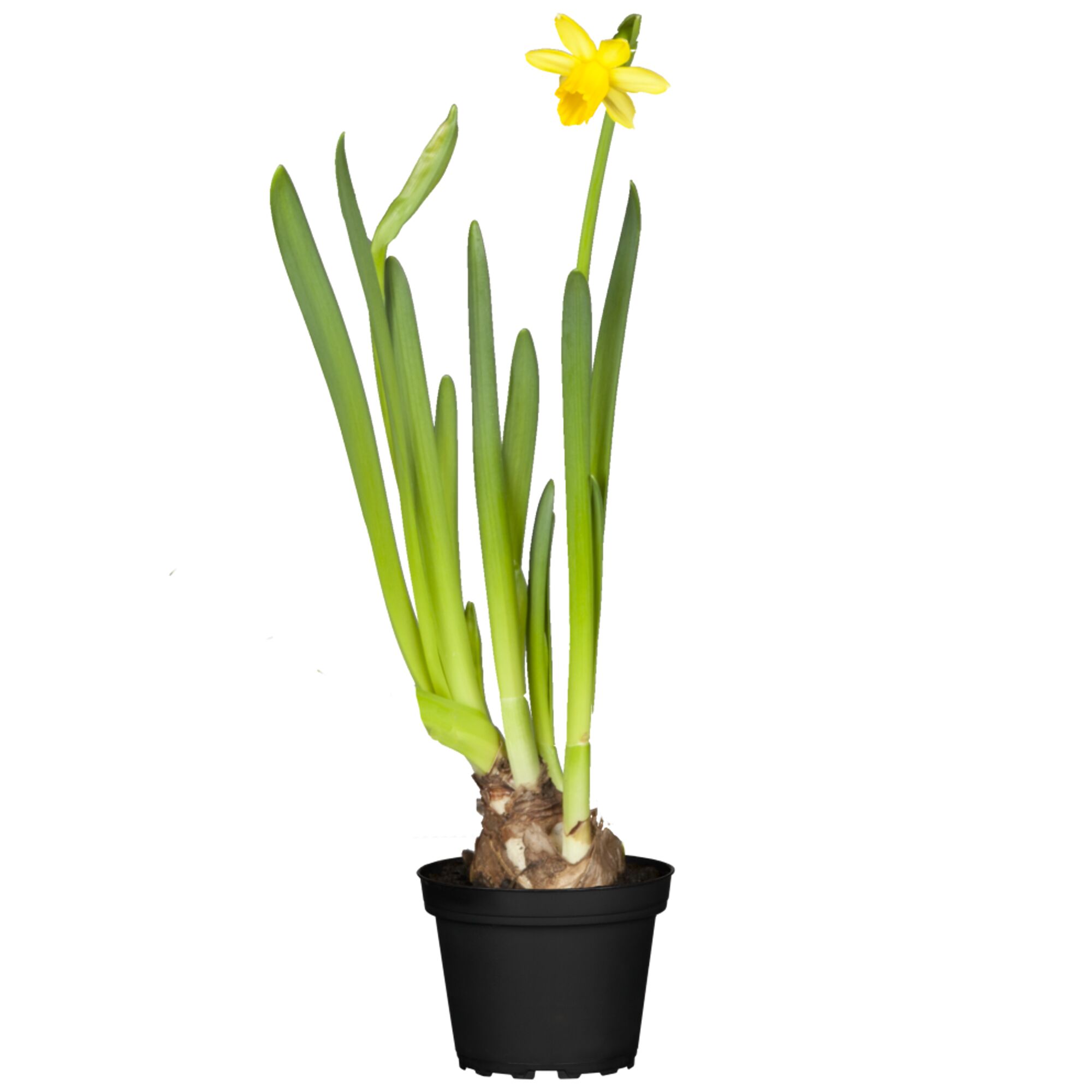 Gelbe Narzisse im Topf