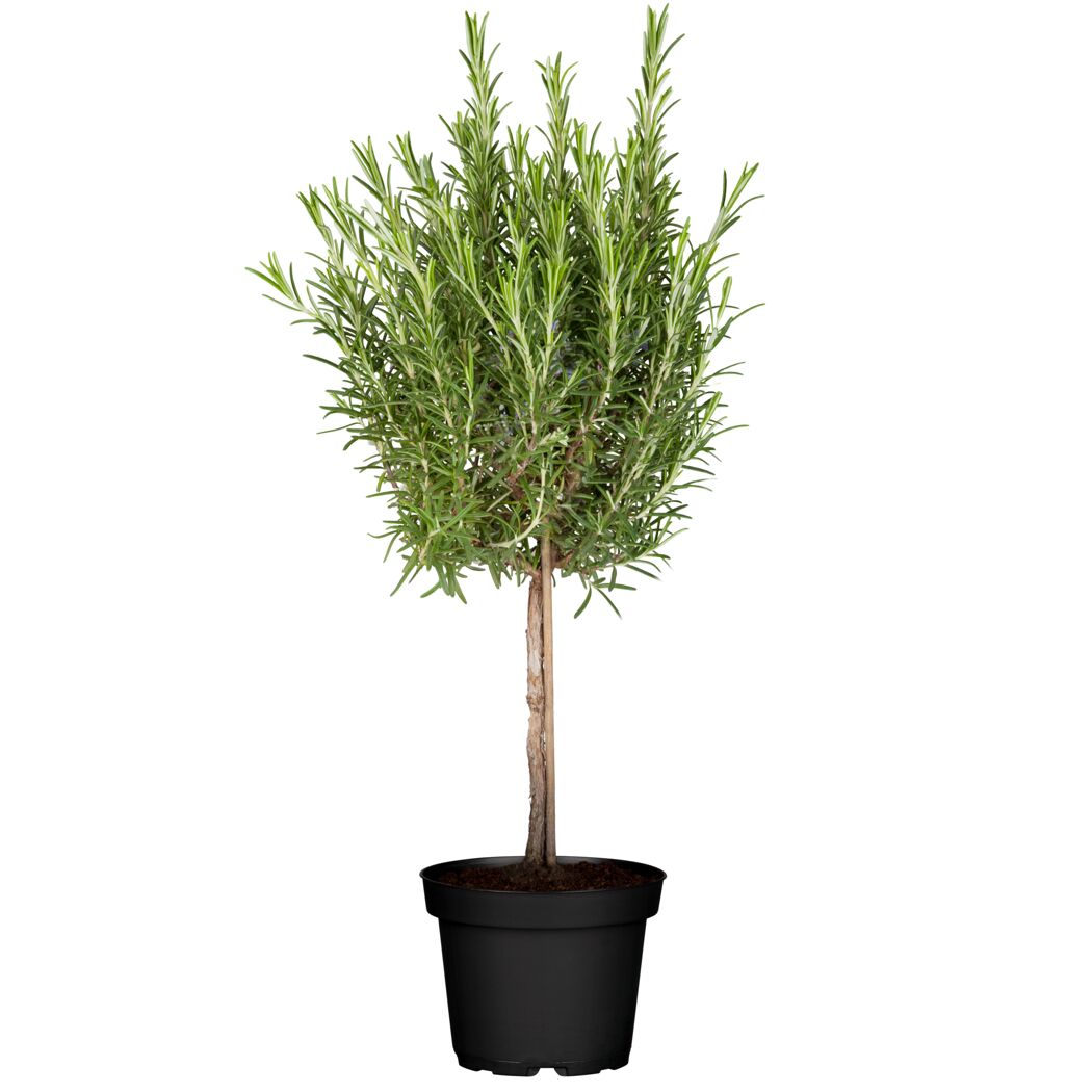 Kräuter-Mix Ministamm 14 cm Topf