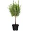 Kräuter-Mix Ministamm 14 cm Topf