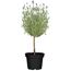 Kräuter-Mix Ministamm 14 cm Topf