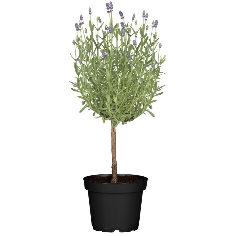 Kräuter-Mix Ministamm 14 cm Topf