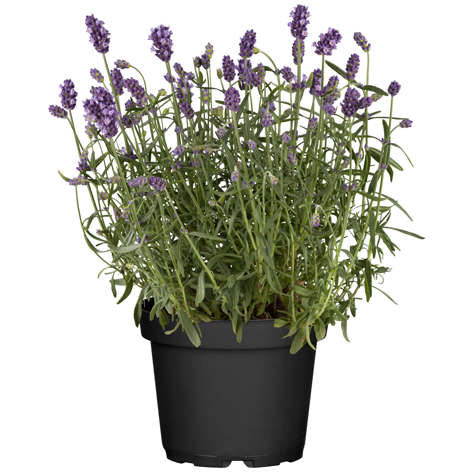 Lavendel Busch 18 cm Topf + product picture