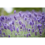 Verkleinertes Bild von Lavendel Busch 18 cm Topf