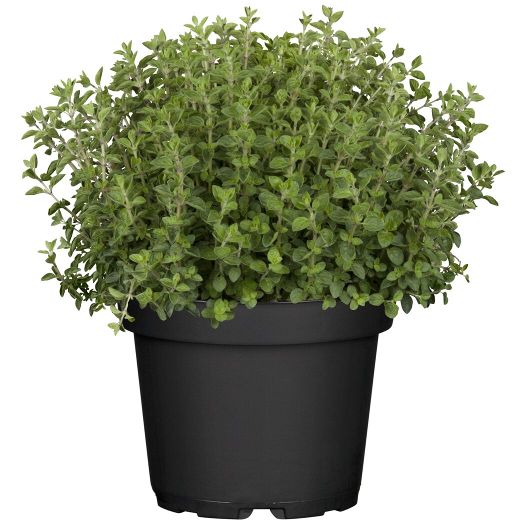 Oregano-Pflanze im Topf
