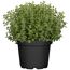 Oregano-Pflanze im Topf