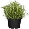 Kräuter-Mix Busch 18 cm Topf
