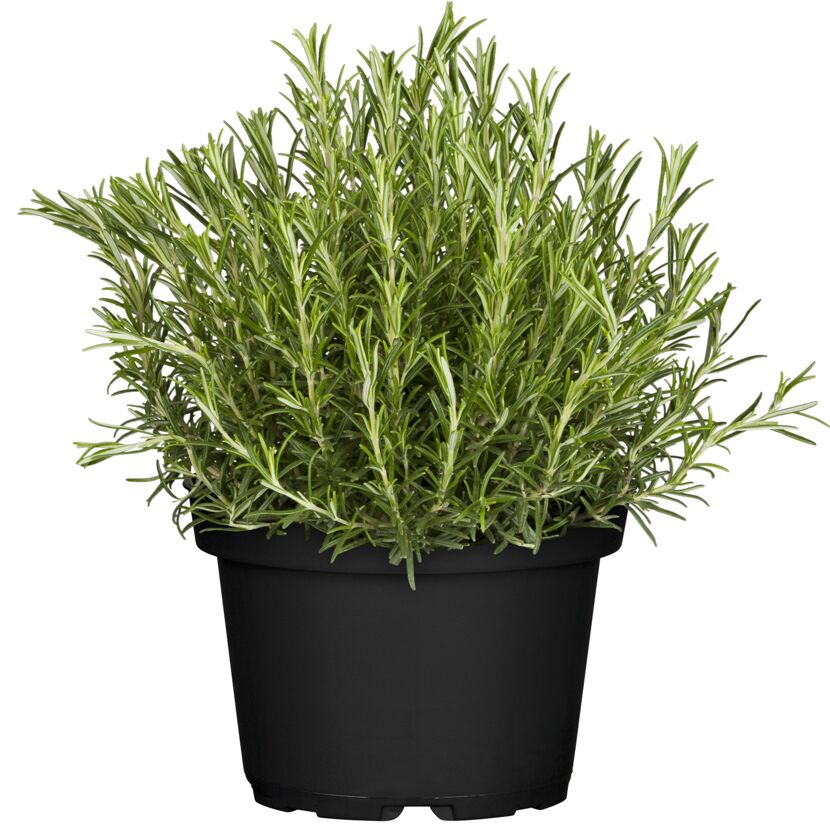 Kräuter-Mix Busch 18 cm Topf